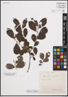 Foto von Salix cinerea L. x Salix myrsinifolia Salisb.